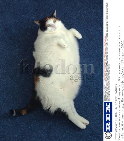 Толстые коты | самые толстые коты в мире, фото