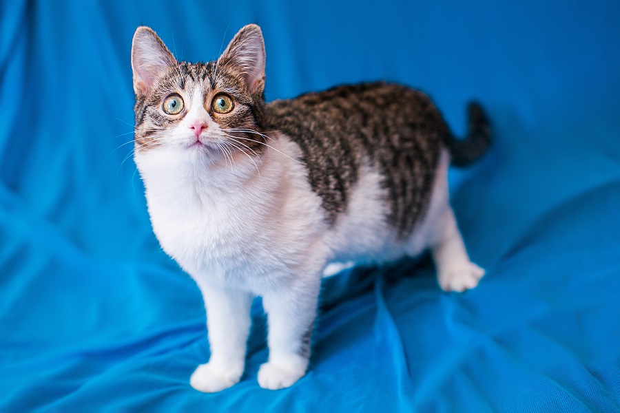 Американская жесткошерстная кошка: большой обзор породы с фото и видео