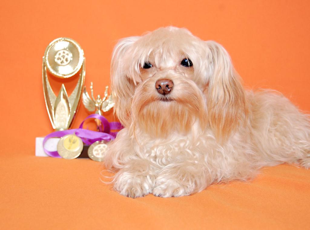 Петербургская орхидея: фото собаки и описание породы, советы по выбору щенков, содержание и уход