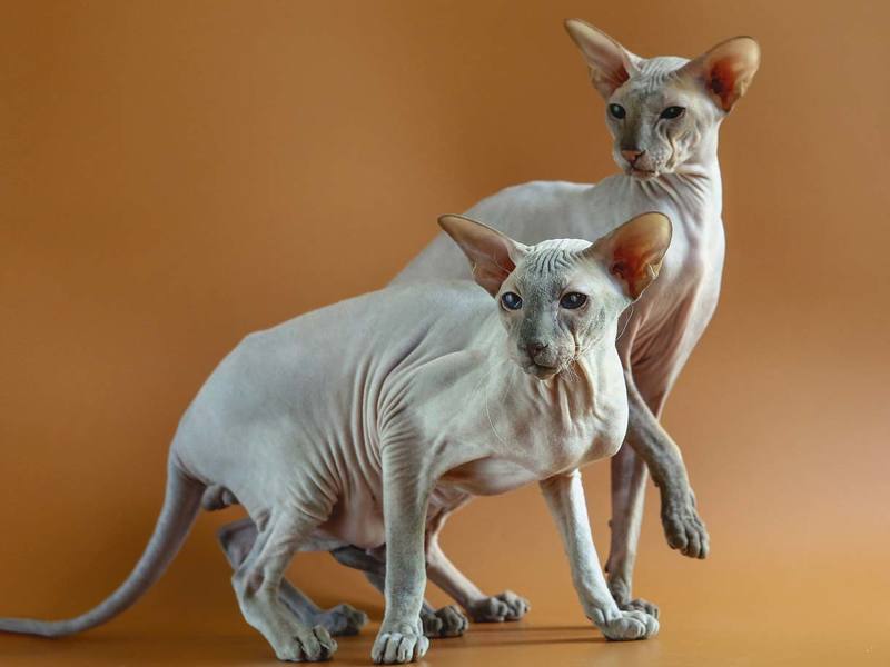 Петерболд кошка, фото, порода петербургский сфинкс, отзывы, купить котенка