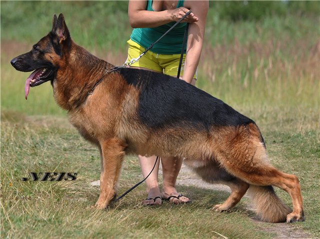 Течка у собак продолжительность крупных пород немецкая овчарка