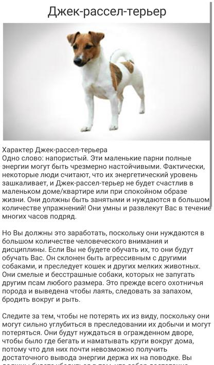 Джек-рассел-терьер - порода собак - информация и особенностях | хиллс