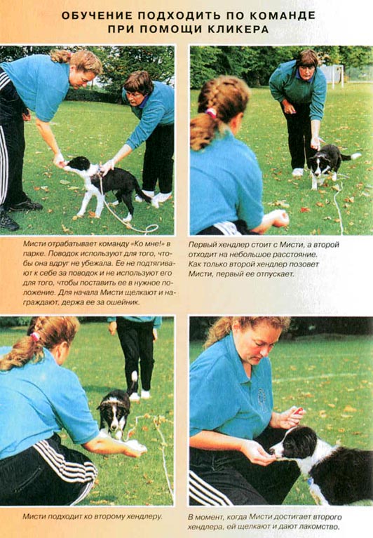 Что означает команда апорт для собаки: инструкция по обучению животного