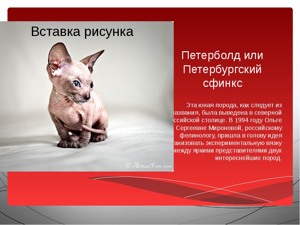 Кошка породы петерболд (петербургский сфинкс): описание, характер и уход