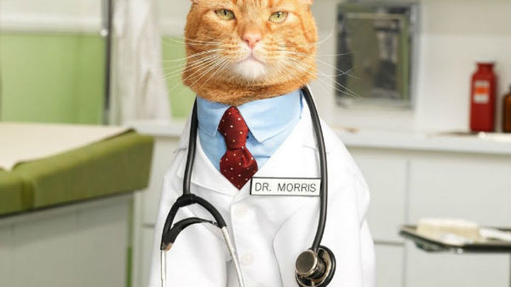 Коты лекари и их породы. какие кошки лечат людей