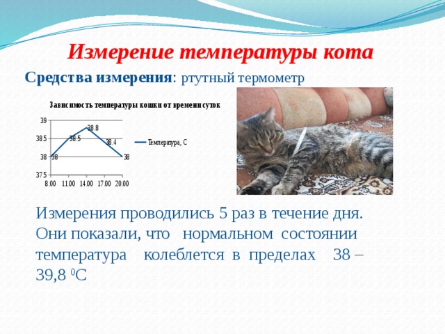 Узи для кошек: подготовка, как проводят процедуру - kotiko.ru