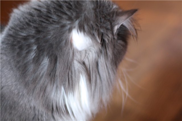 Почему у кошки выпадает шерсть