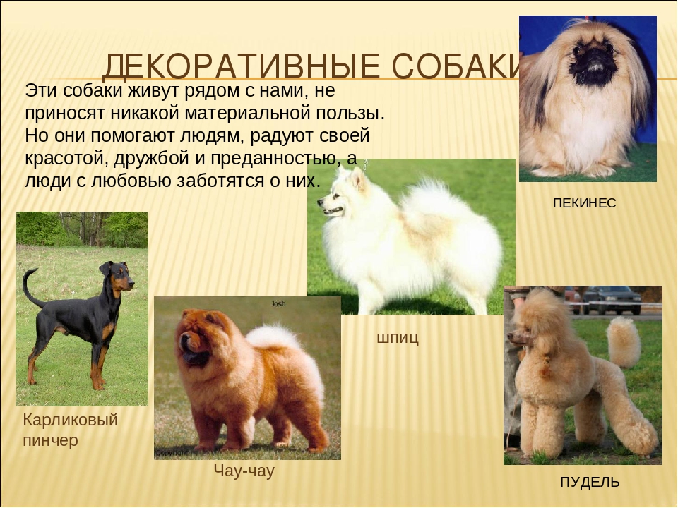 Декоративные собаки: описание пород и особенности содержания