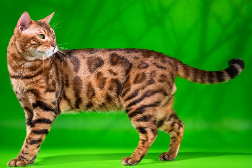 Бенгальская кошка (79 фото): описание котов бенгальской породы. размеры котят, похожих на леопарда и взрослых кошек пятнистого окраса. отзывы владельцев