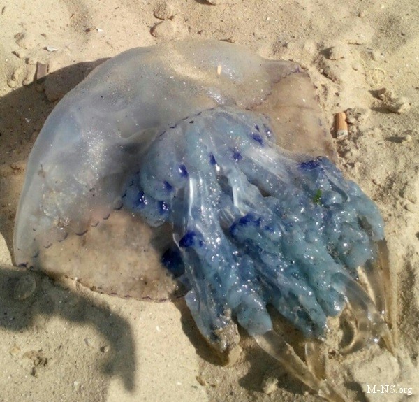Медузы в черном море опасны или нет?