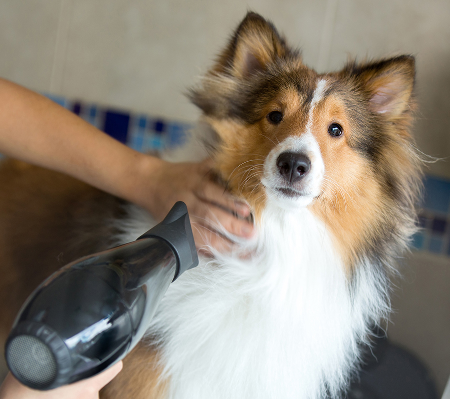 Как часто можно мыть собаку и щенка с шампунем