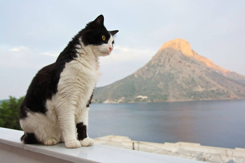 Порода эгейская кошка: характеристики, фото, характер, правила ухода и содержания - petstory