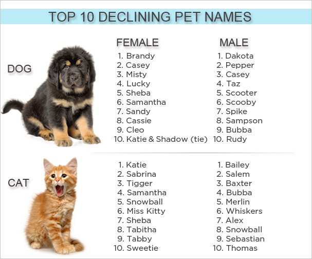 Клички для маленьких собак: прикольные и красивые имена, которыми можно назвать щенков мелких пород