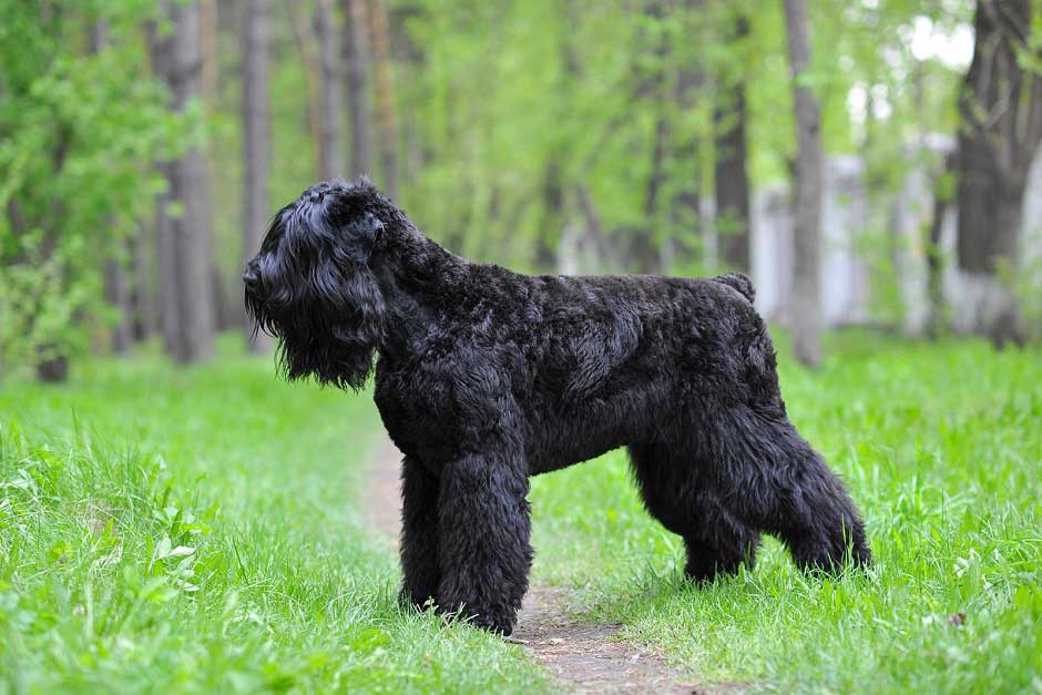 7 знаменитых пород собак, которых вывели в россии | русская семерка