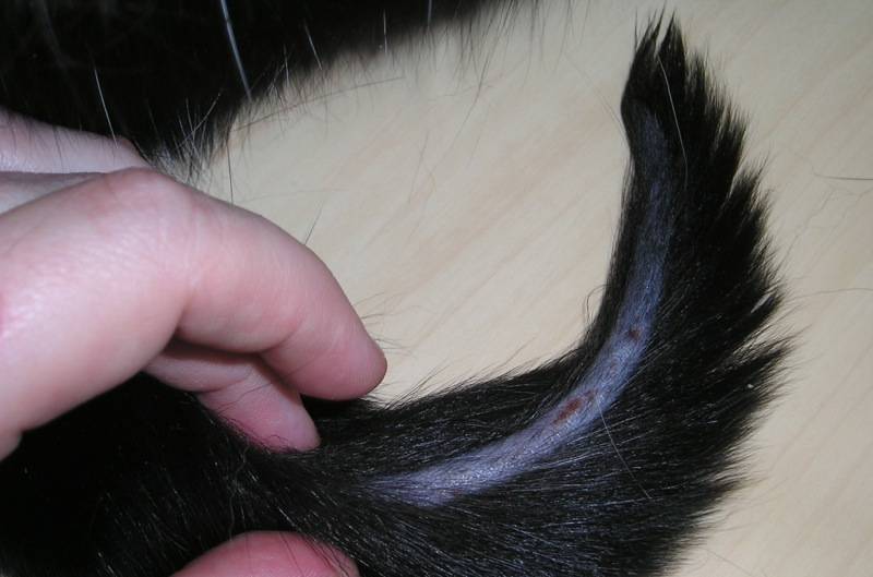Признаки выпадения волос. как определить болезнь на первой стадии