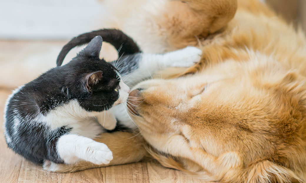 Как познакомить кошку с другими животными в доме