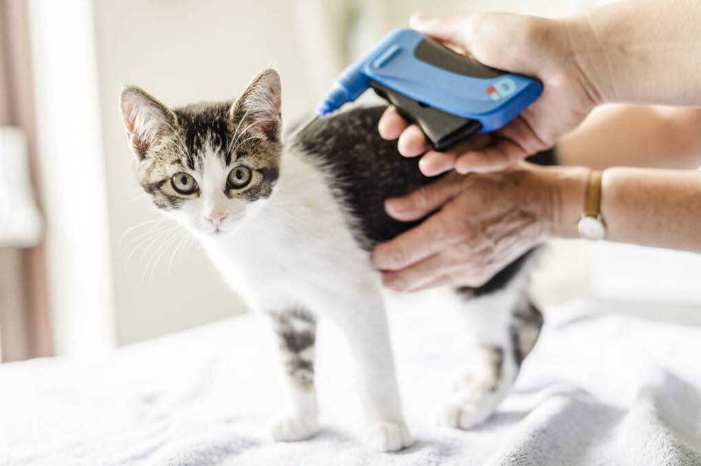 Что такое чипирование котов и для чего это нужно?