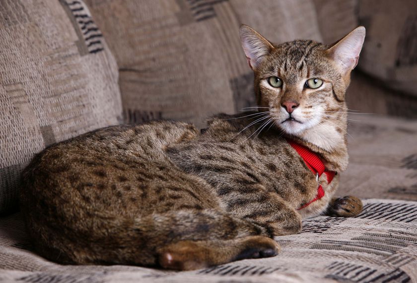 Ашера кошка: фото, цена, описание породы, характер, видео