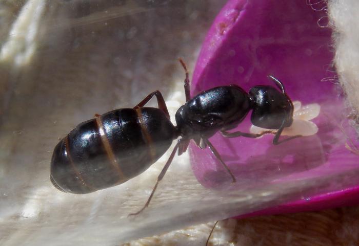 Camponotus fellah : описание, содержание, кормление, уход