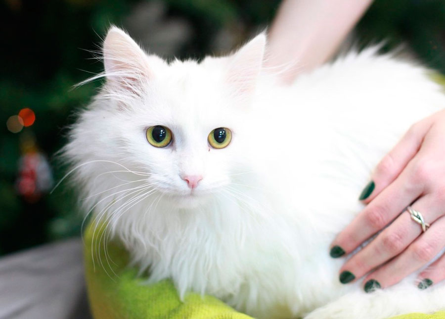 Турецкая ангора: история происхождения породы с советами по выбору котенка, 50 фото