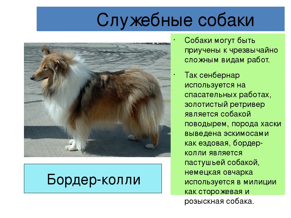 Бордер колли собака. описание, особенности, виды, уход и цена породы бордер колли | живность.ру