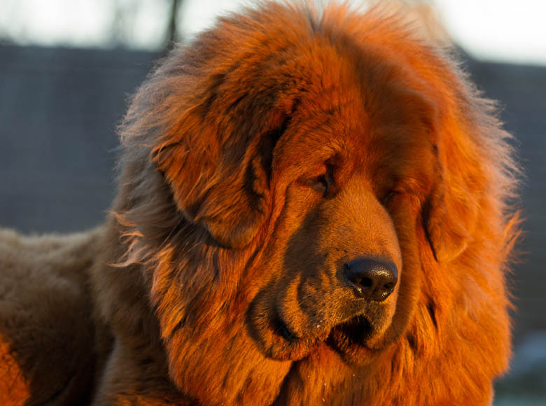 Самые большие тибетские мастифы (29 фото): самые крупные собаки породы тибетский мастиф в мире и в россии