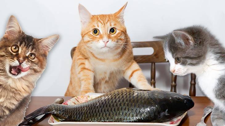 Можно ли кормить кошку копченой рыбой