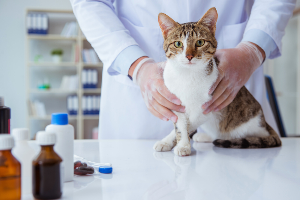 Мочекаменная болезнь у кошек: симптомы, профилактика, лечение, корм | зоомедик