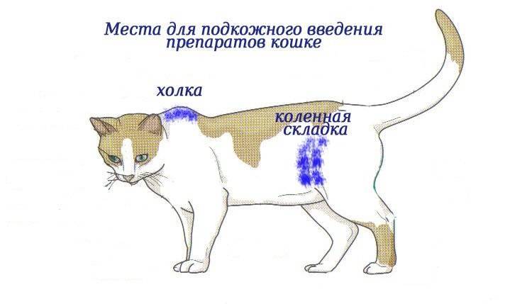 Капельница кошке подкожно через катетер, как поставить капельницу коту в холку