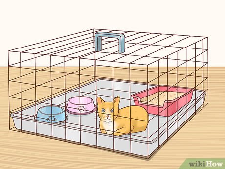 Как поймать кота и пристроить его в дальнейшем