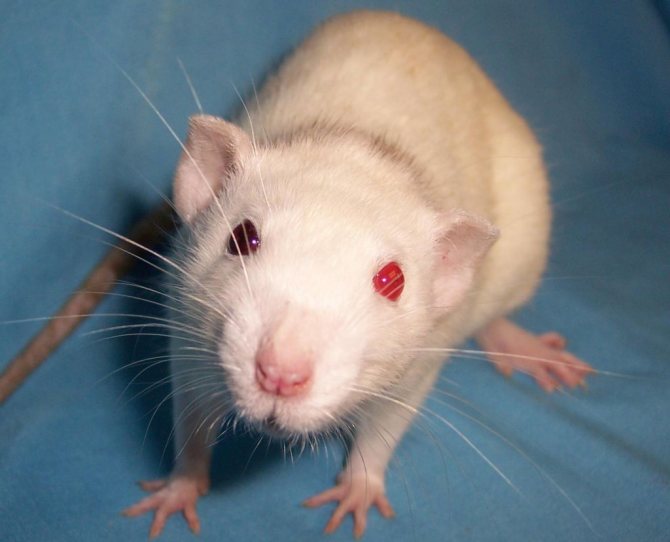 Как выглядит декоративная крыса: типы телосложения и описание окрасов