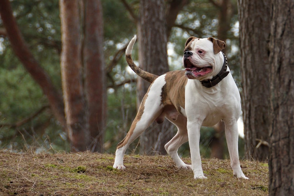 Американский бульдог - 100 фото очень уникальной породы собак