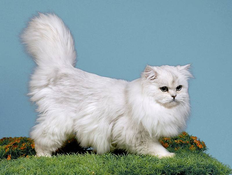Кошка хайлендер: описание породы и особенности характера