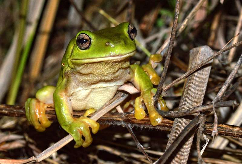 Свистящая древесная лягушка - whistling tree frog - abcdef.wiki