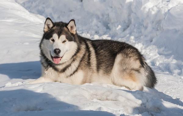 Аляскинский маламут: описание породы, характер собаки и щенка, фото, цена
