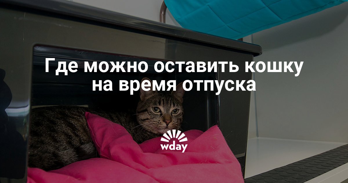 Лучшие зоогостиницы москвы: где оставить кошку или собаку на время отпуска - телеканал поехали!