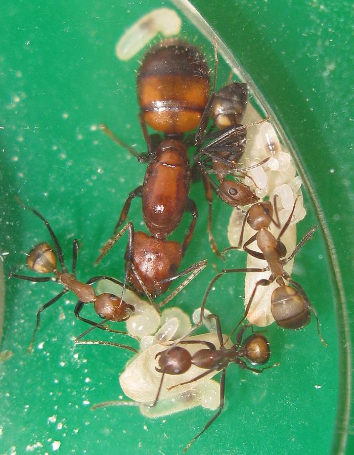 Camponotus aethiops | клуб любителей муравьев