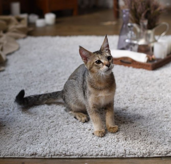Шаузи кошка : содержание дома, фото, купить, видео, цена