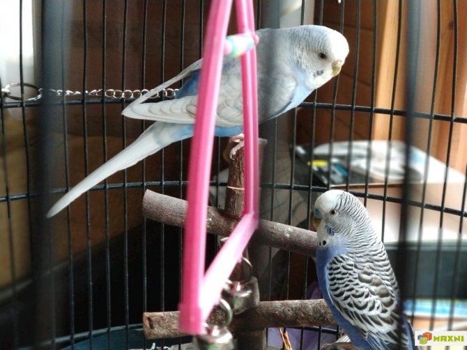 Имена для попугаев: прикольные, красивые, интересные и популярные клички для попугаев-девочек и попугаев-мальчиков