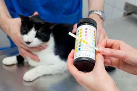 Цистит у кота: симптомы и лечение в домашних условиях