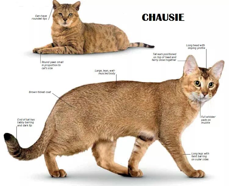 Кошки фото по алфавиту породы кошек с названиями окрасы пород кошек. все породы кошек по алфавиту: фото, названия, описания, характер