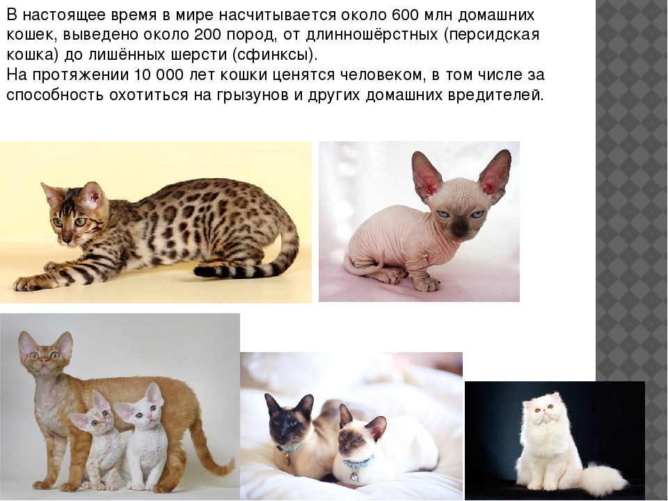 Кошки с кисточками на ушах [фото + список пород]