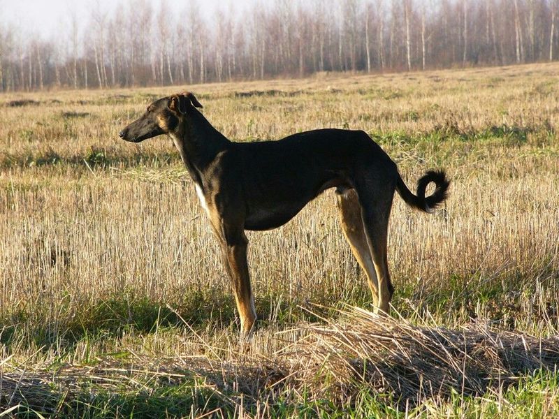 Хортая борзая собака. описание, особенности, виды и цена породы | живность.ру