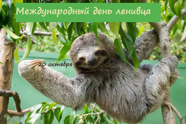 Животное ленивец: фото, описание животного, среда обитания, интересные факты