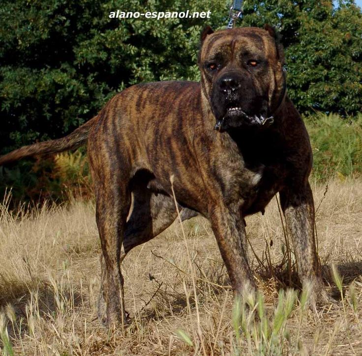 Алано (аланская собака, испанский бульдог): опасание породы с фото и видео