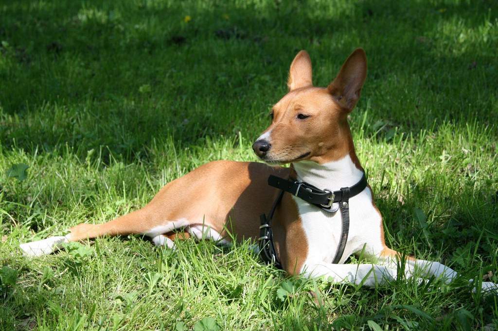 Собака басенджи – особенности ухода и содержания, правила дрессировки, возможные болезни