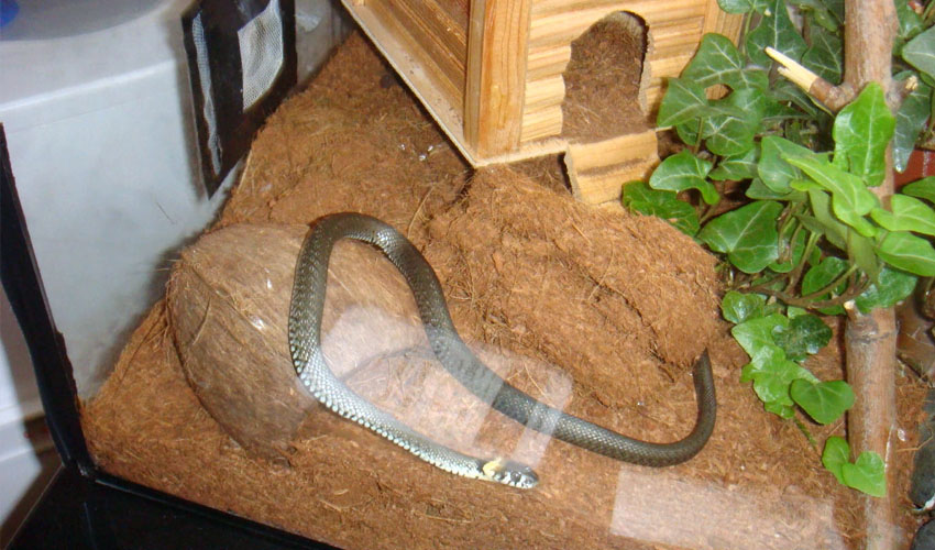 Особенности обыкновенного ужа, как размножается змея?