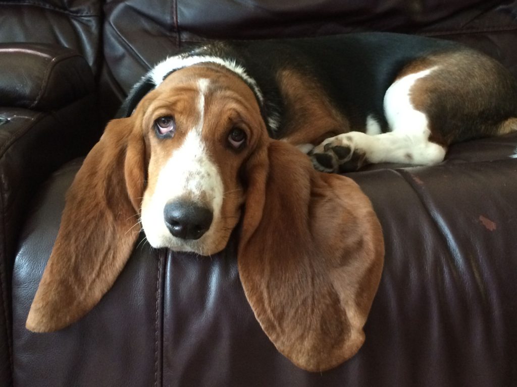 Собаки с длинными ушами: породы