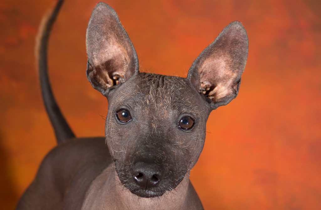 Ксолоитцкуинтли(мексиканская лысая собака) фото, цена щенка, описание породы, отзывы