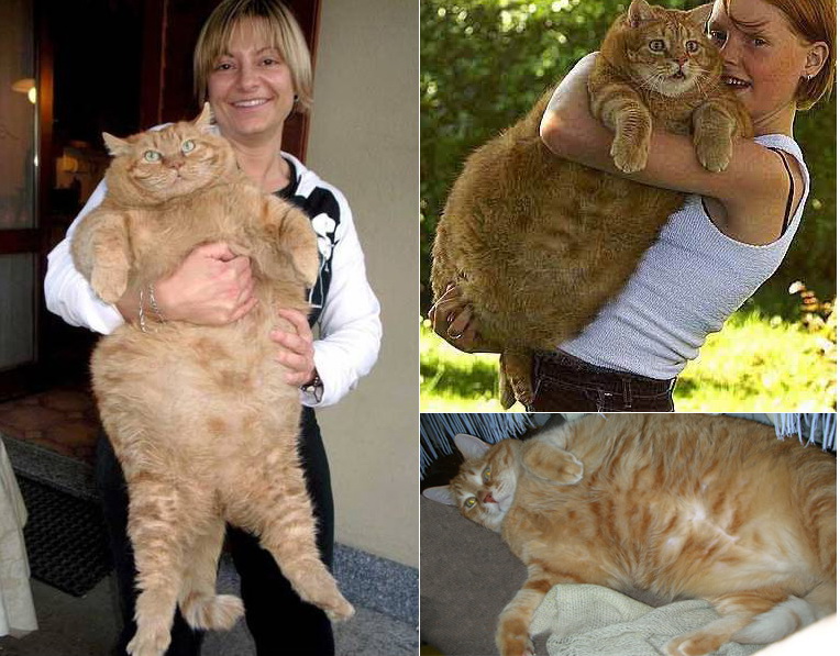 Самые толстые кошки и коты в мире: нормальные показатели веса, рейтинг рекордсменов, причины ожирения